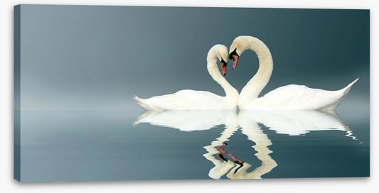 Love swans panorama