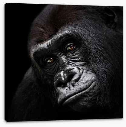 The glum gorilla