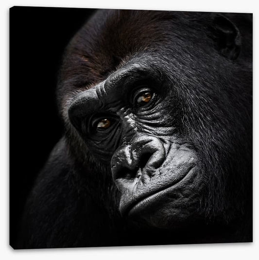 The glum gorilla