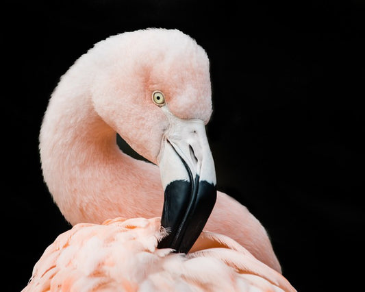 Fluffy flamingo