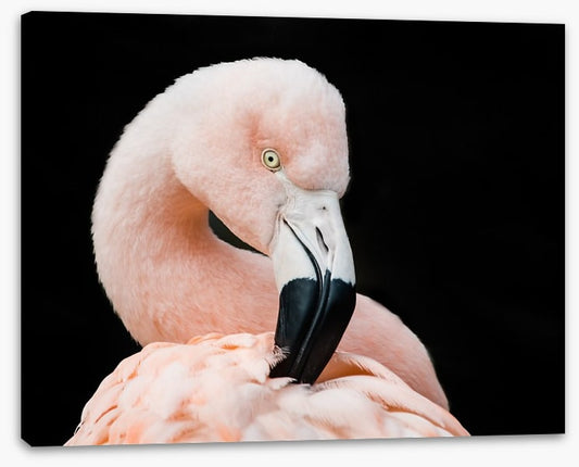 Fluffy flamingo