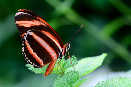 Insects