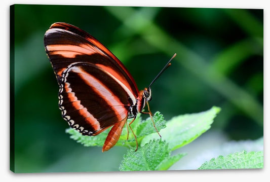 Insects