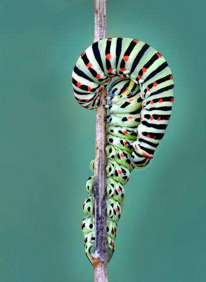 Insects