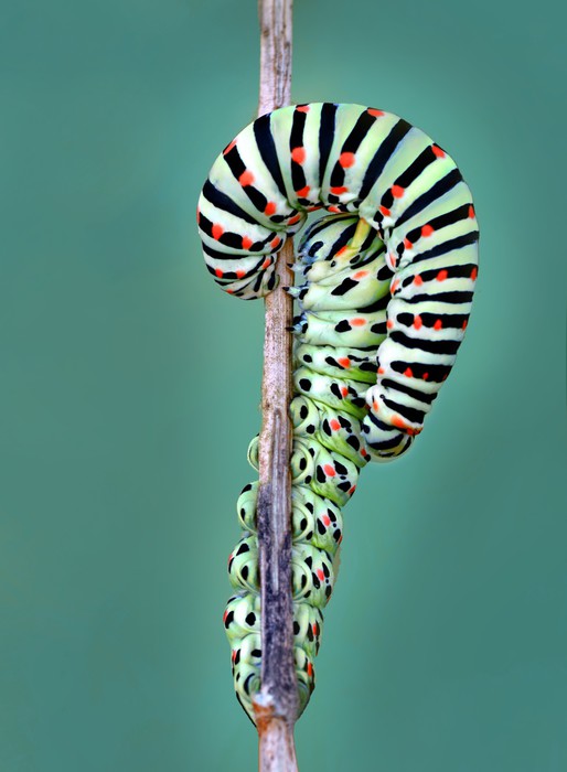 Insects