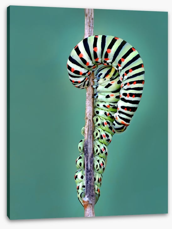 Insects