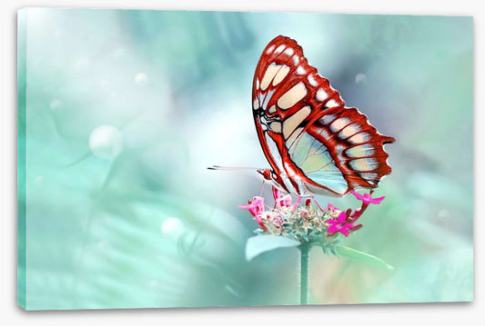 Insects