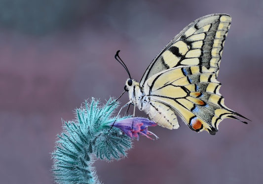Papilio machaon macro