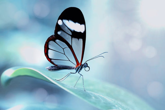 White stripe wings