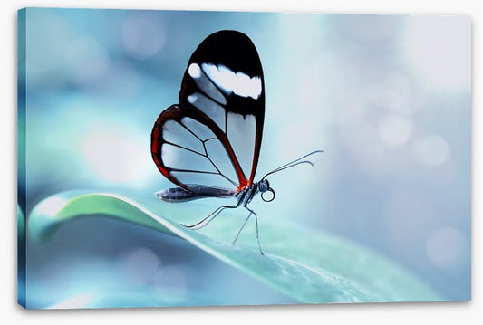 White stripe wings