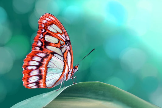 Insects