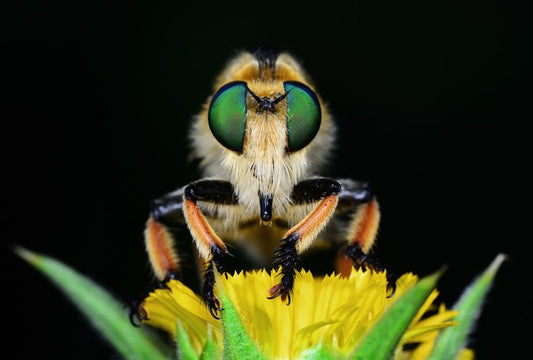 Insects