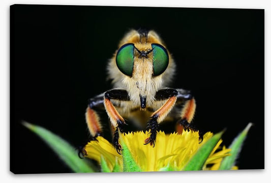 Insects