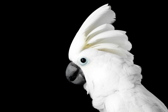 The Godfeather