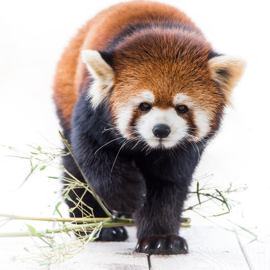 Red panda prowl