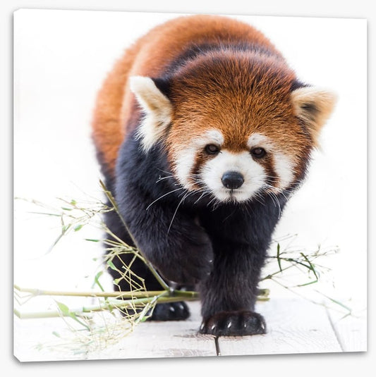 Red panda prowl