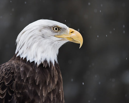 Eagle eyed