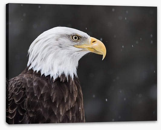 Eagle eyed