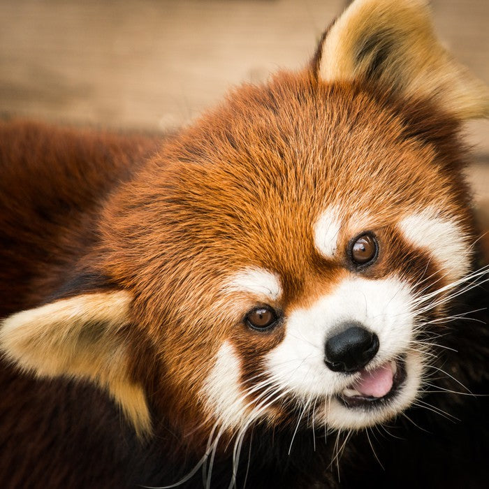 Playful red panda