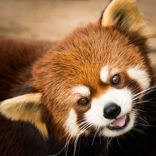 Playful red panda