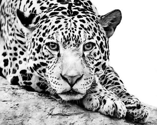 Jaguar on alert