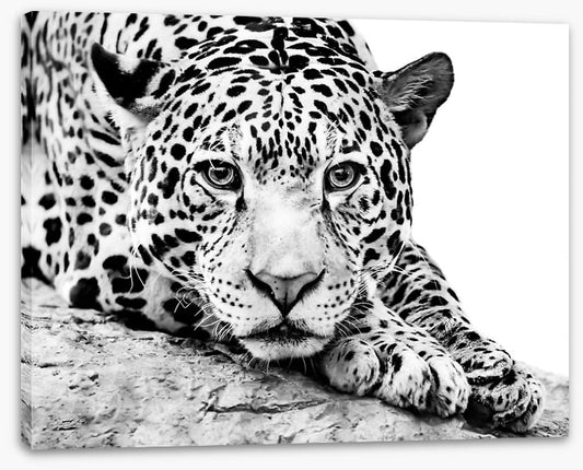 Jaguar on alert