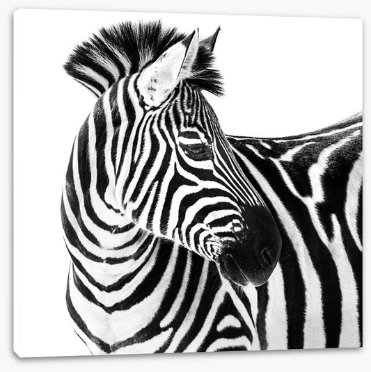 Up close and zebra
