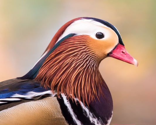 Duck face