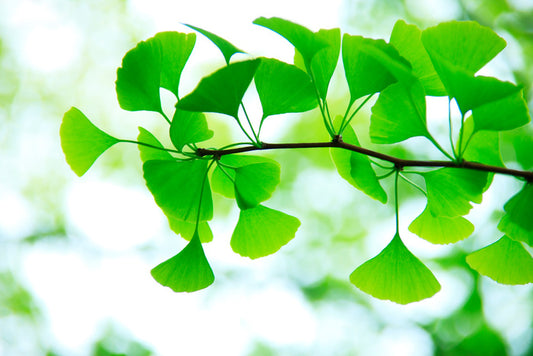 Leaves