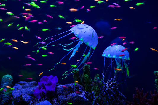 Jellyfish party