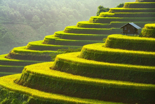 Mu Cang Chai rice terrace, Vietnam