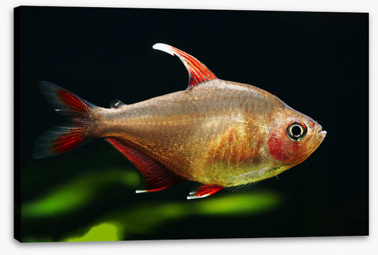 Fish / Aquatic