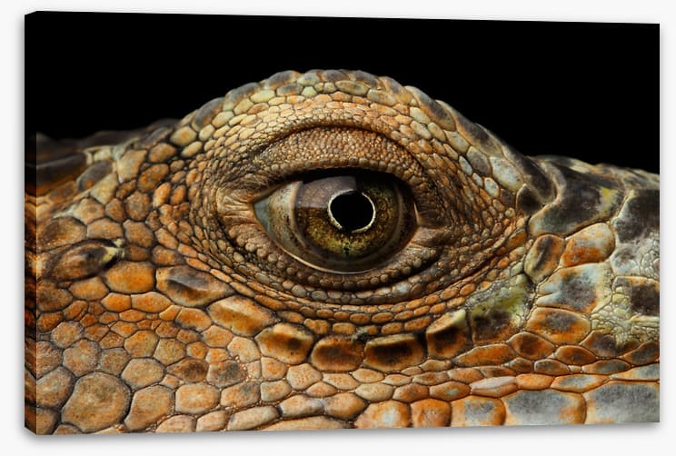 Reptiles