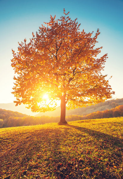 Autumn
