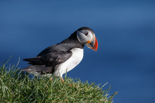 Puffin perch