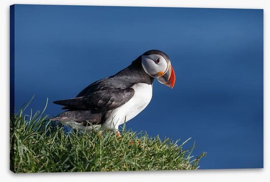 Puffin perch