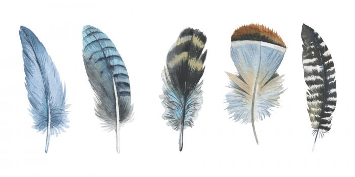 Feather me panorama