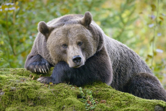 Don't wake the bear