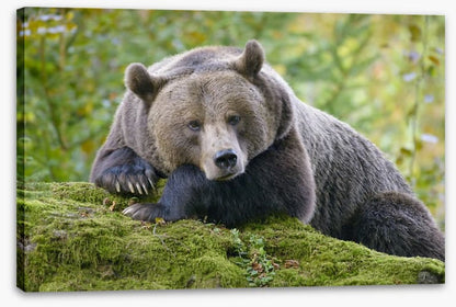 Don't wake the bear