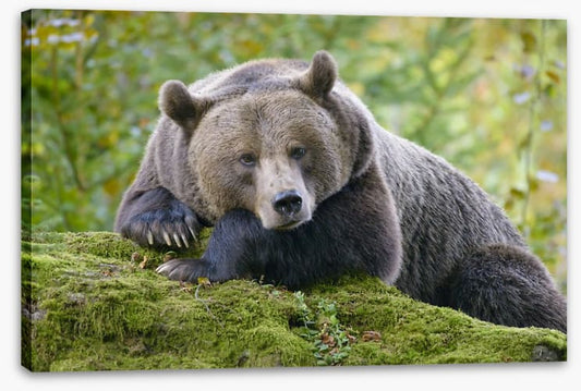 Don't wake the bear
