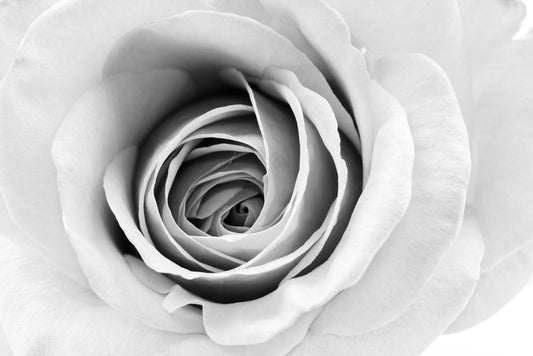 A winter rose
