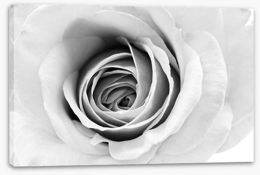 A winter rose