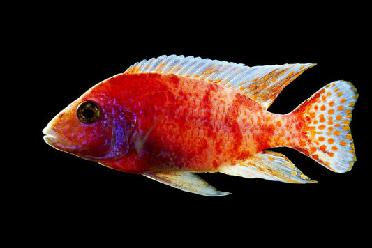 Fish / Aquatic