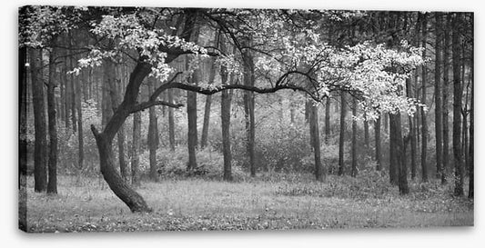 The wood from the trees