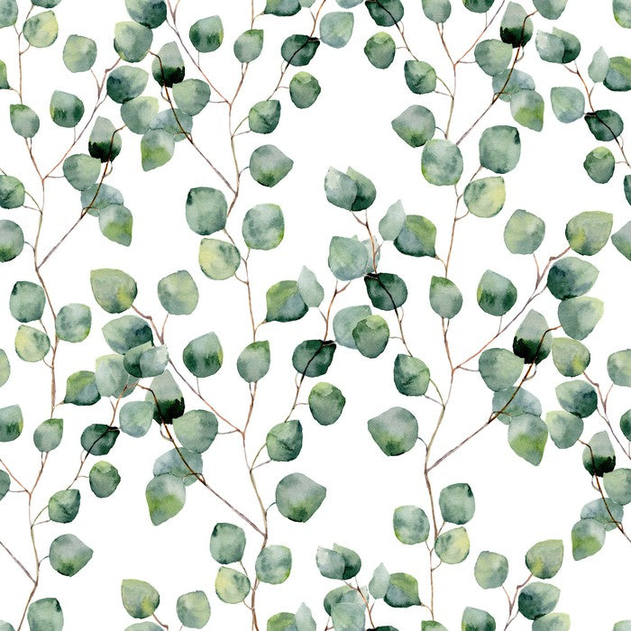 Silver eucalypts
