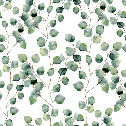 Silver eucalypts