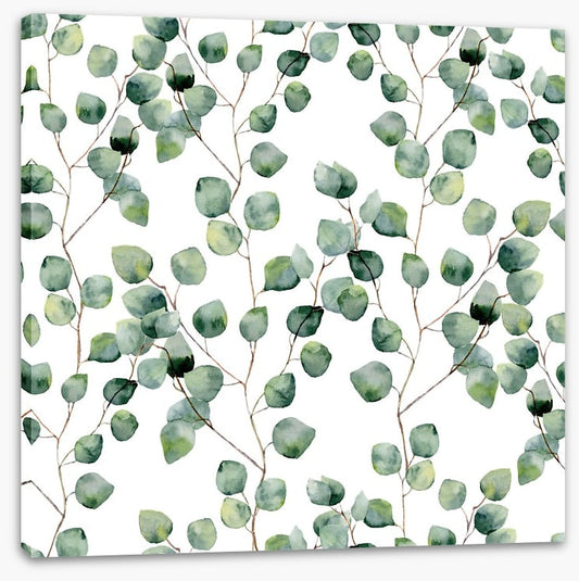 Silver eucalypts