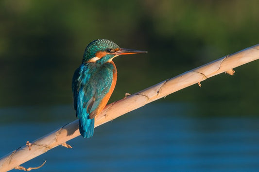 Common beauty