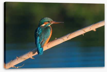 Common beauty