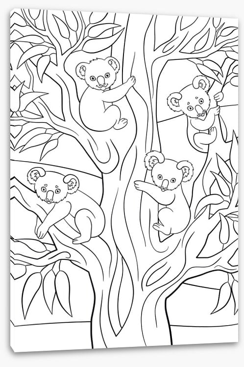 Colour me koalas